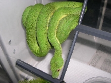 CBB 2002 Male GTP1