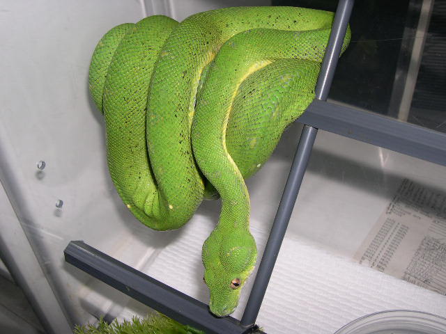 CBB 2002 Male GTP1