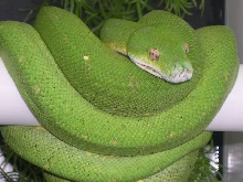 3 year old male