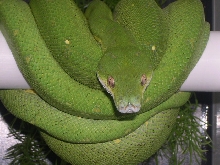 3 year old male