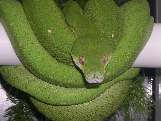 3 year old male