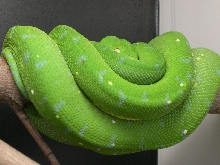 CBB 3 year old female