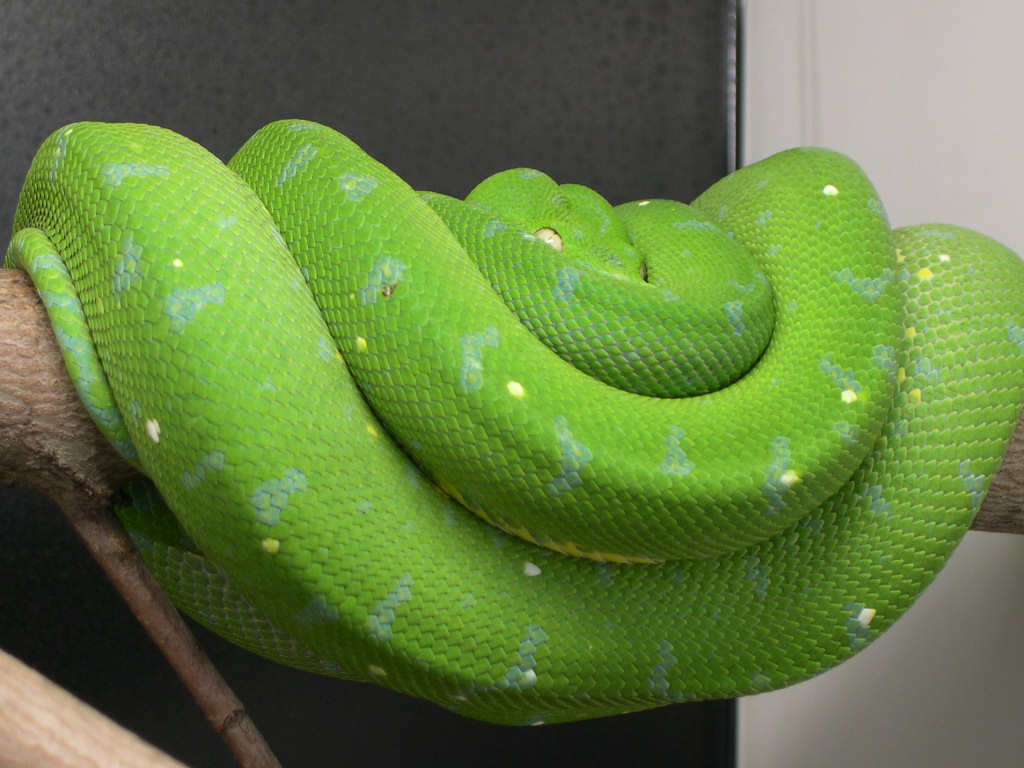 CBB 3 year old female