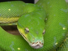 3 year old Female