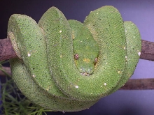 2 year old male GTP