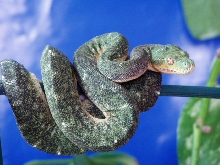 2 year old male GTP @ 11 mths old