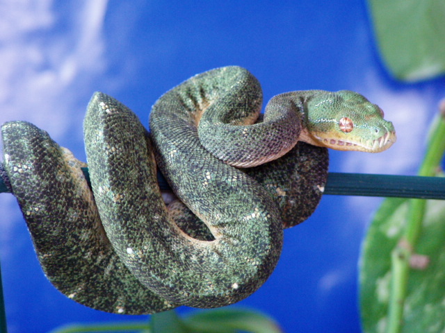 2 year old male GTP @ 11 mths old