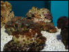 Saltwater - Austin Aquariums