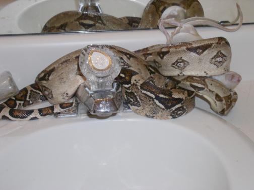 Odd Eating Spot