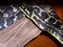Irian Jaya Carpet Python