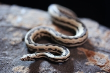 striped beauty
