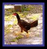 Abigayle chicken