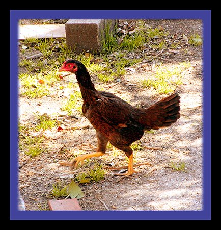 Abigayle chicken