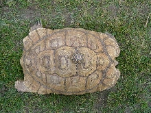 MY LEOPARD TORTOISE
