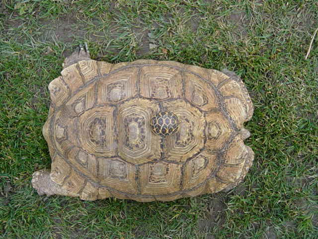 MY LEOPARD TORTOISE