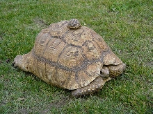 MY LEOPARD TORTOISE