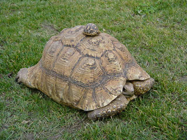 MY LEOPARD TORTOISE