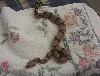 My pastel boa Quetzalcoatl.