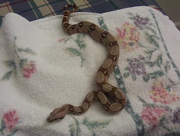 My pastel boa Quetzalcoatl.