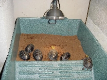 MY CHINESE BOX TURTLE
