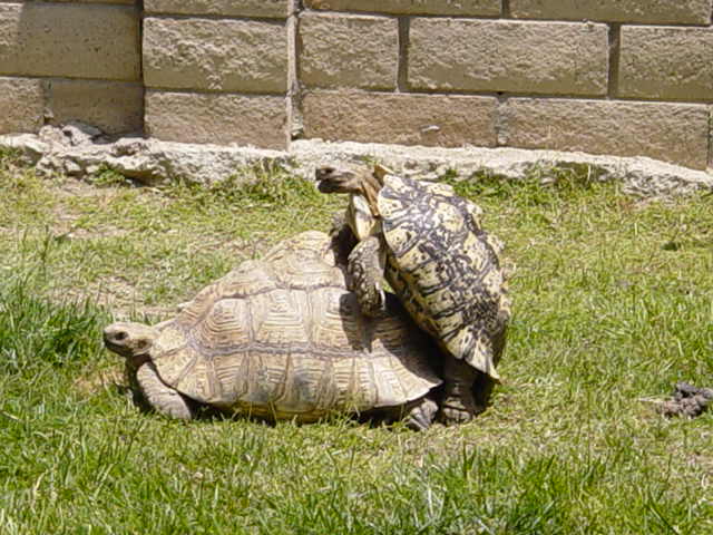 MY LEOPARD TORTOISE(G. pardalis pardalis)