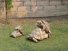 MY LEOPARD TORTOISE