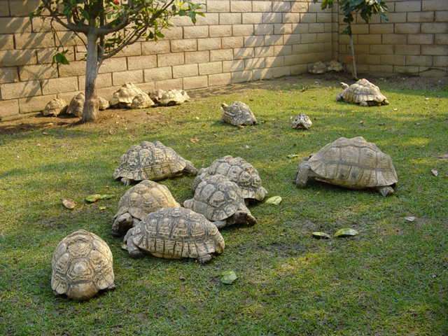 MY LEOPARD TORTOISE