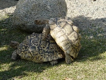 MY LEOPARD TORTOISE