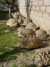 MY LEOPARD TORTOISE