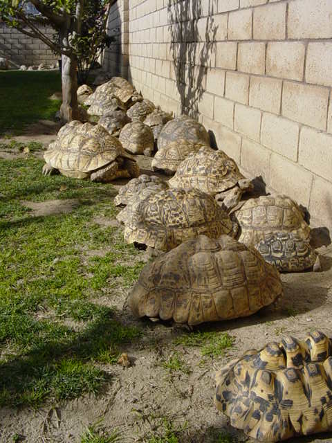 MY LEOPARD TORTOISE