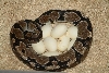 Axanthic on eggs