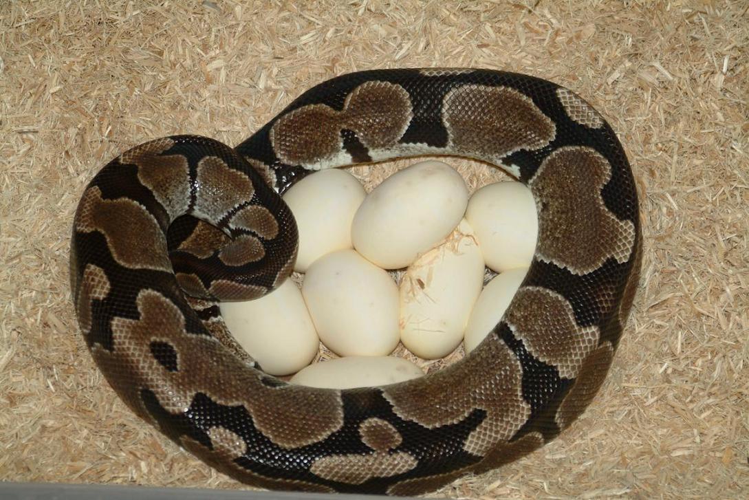 Axanthic on eggs