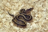 1st Shed Baby Genetic Stripe