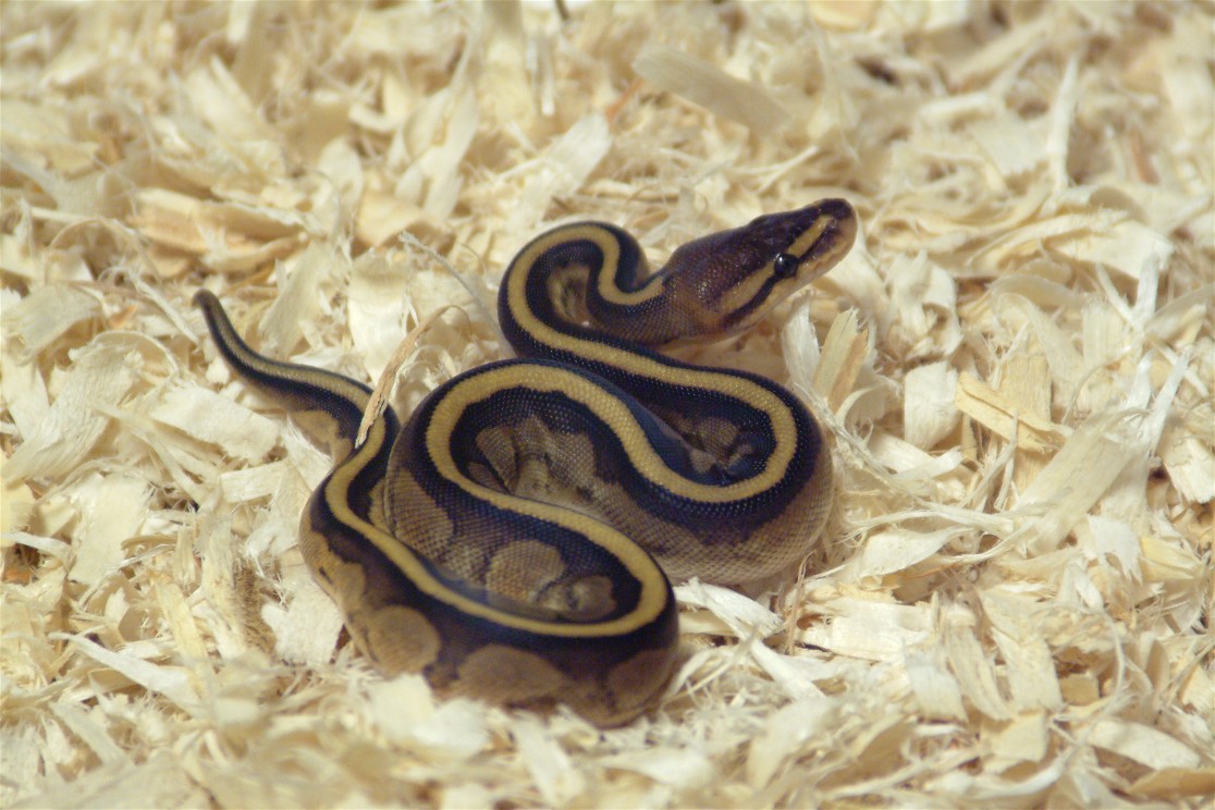 1st Shed Baby Genetic Stripe