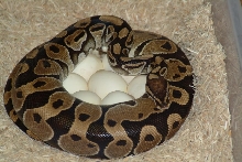 Mom on eggs