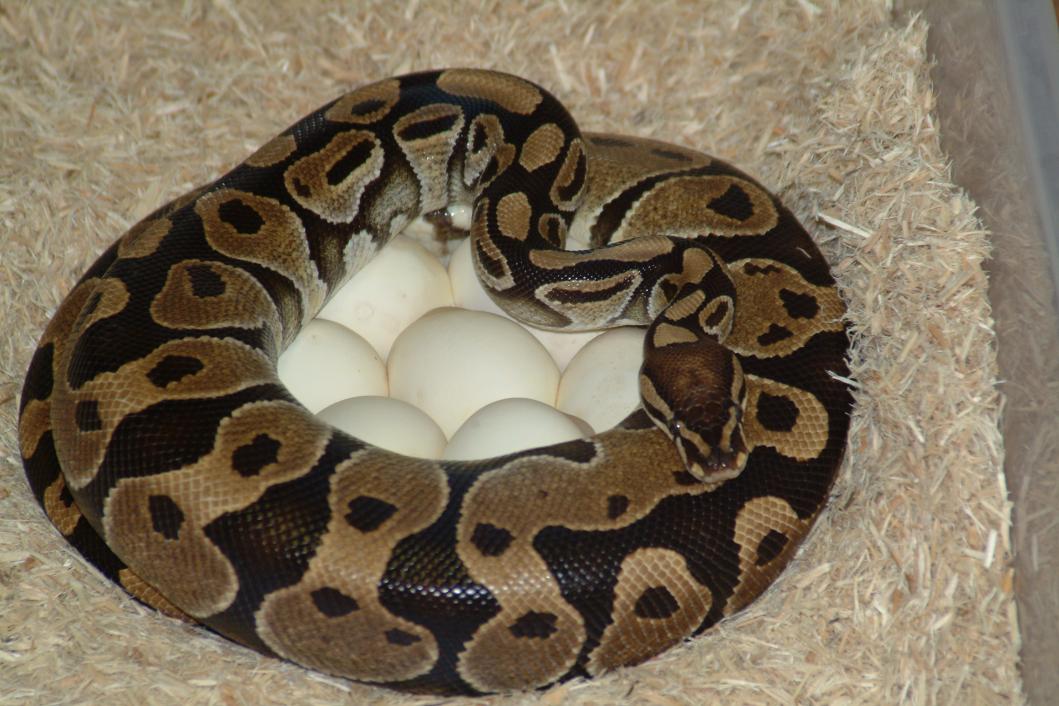 Mom on eggs