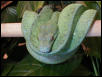 my snake