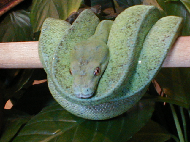 my snake