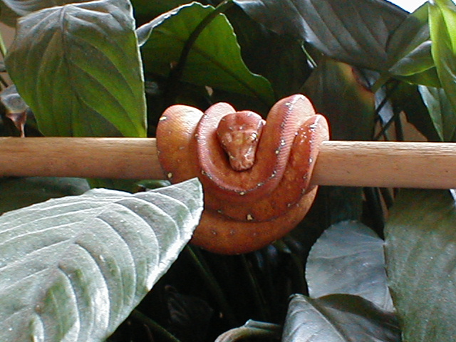 Chondro