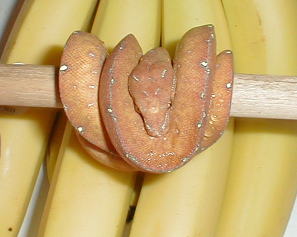 chondro banana