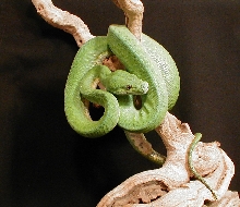 chondro