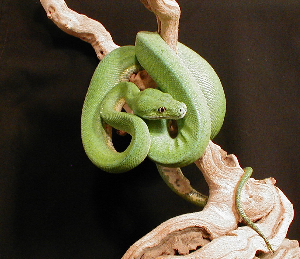 chondro