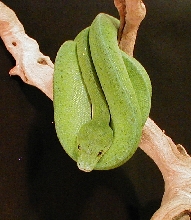 GTP