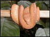 chondro4