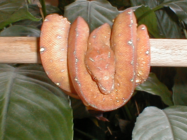 chondro4