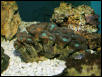 Saltwater - Austin Aquariums