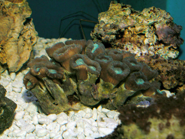 Saltwater - Austin Aquariums