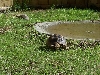 oscar and jake in the yard