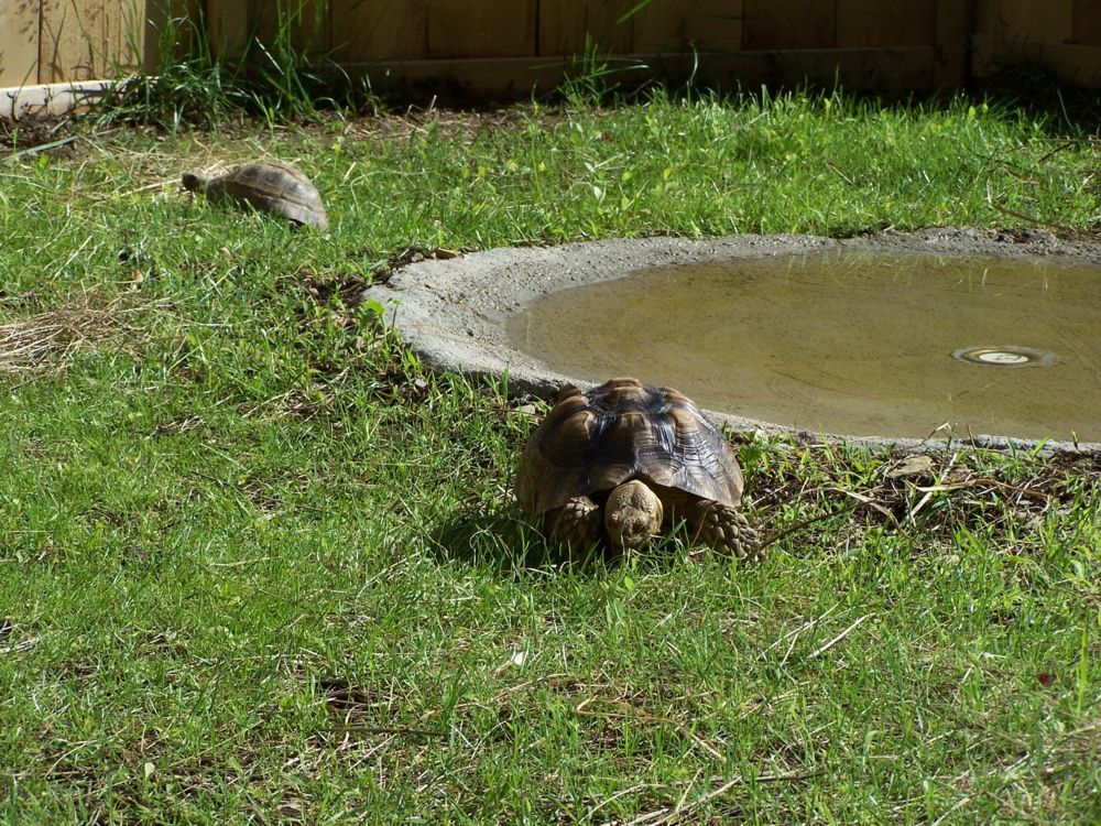 oscar and jake in the yard