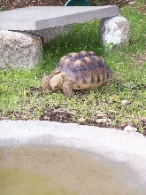 oscar by the pool